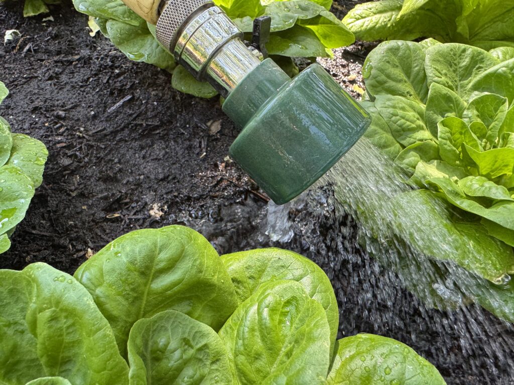 Hand watering lettuce