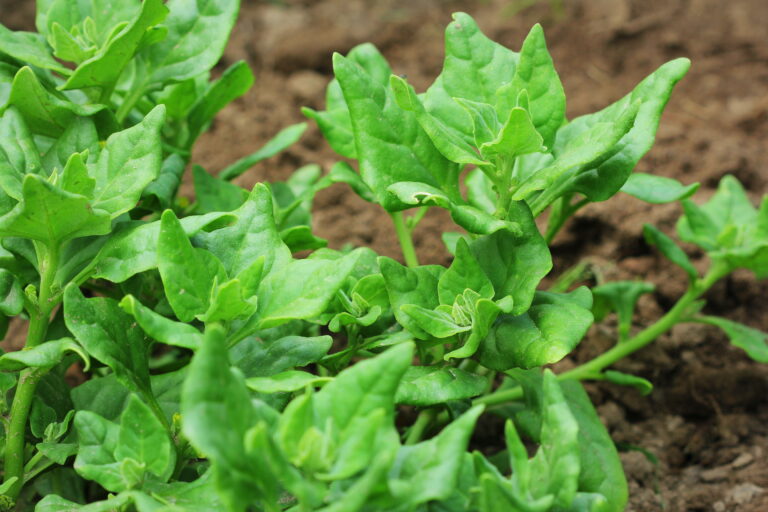 New Zealand spinach