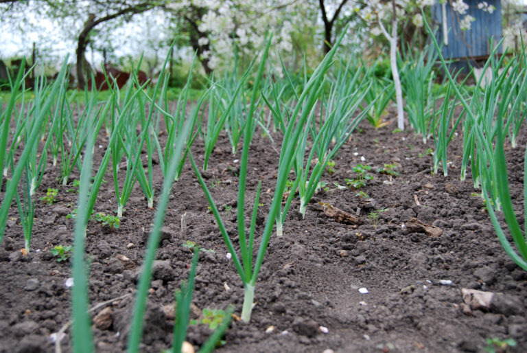Onions early season