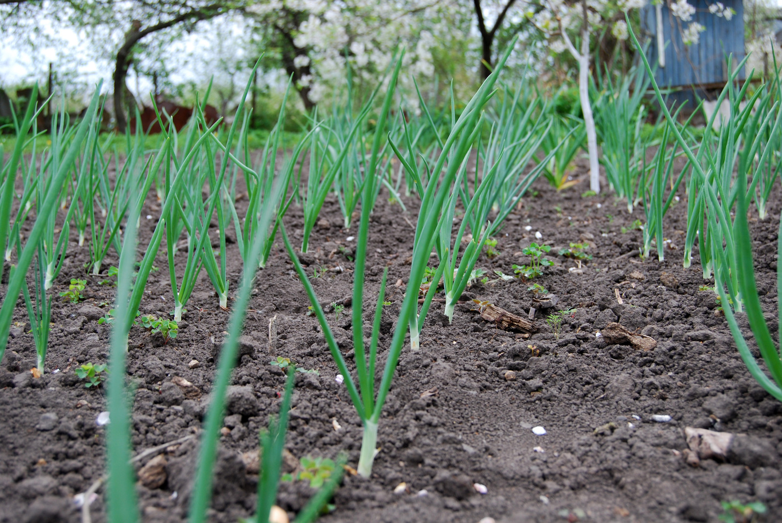 Onions early season