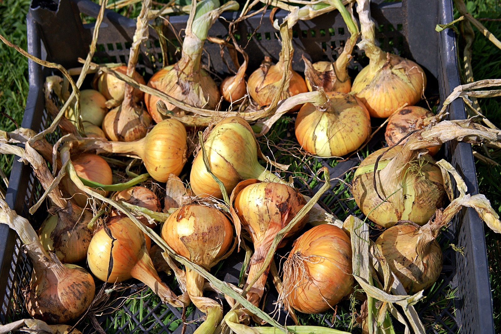 Onions drying for storage