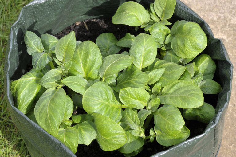 Potato in container