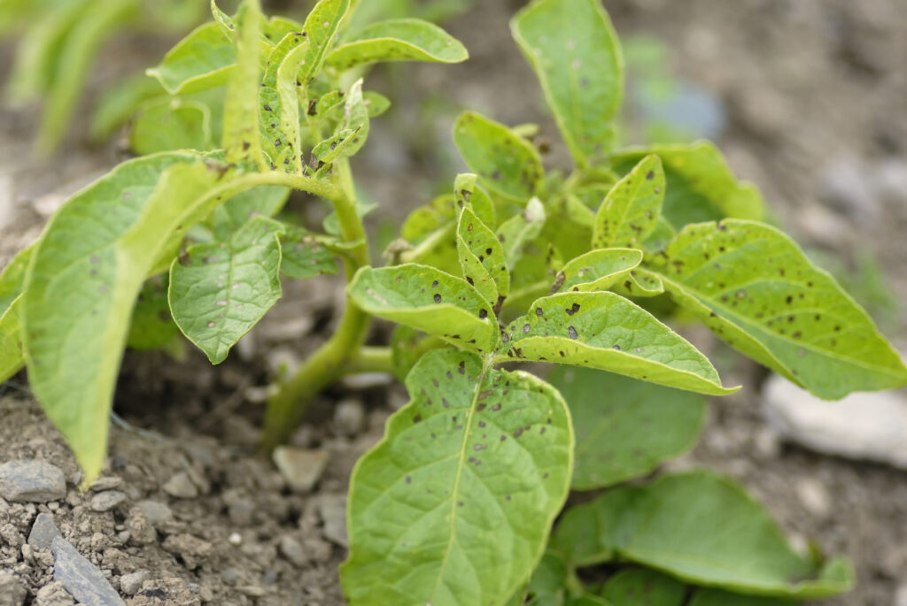 Potato plant