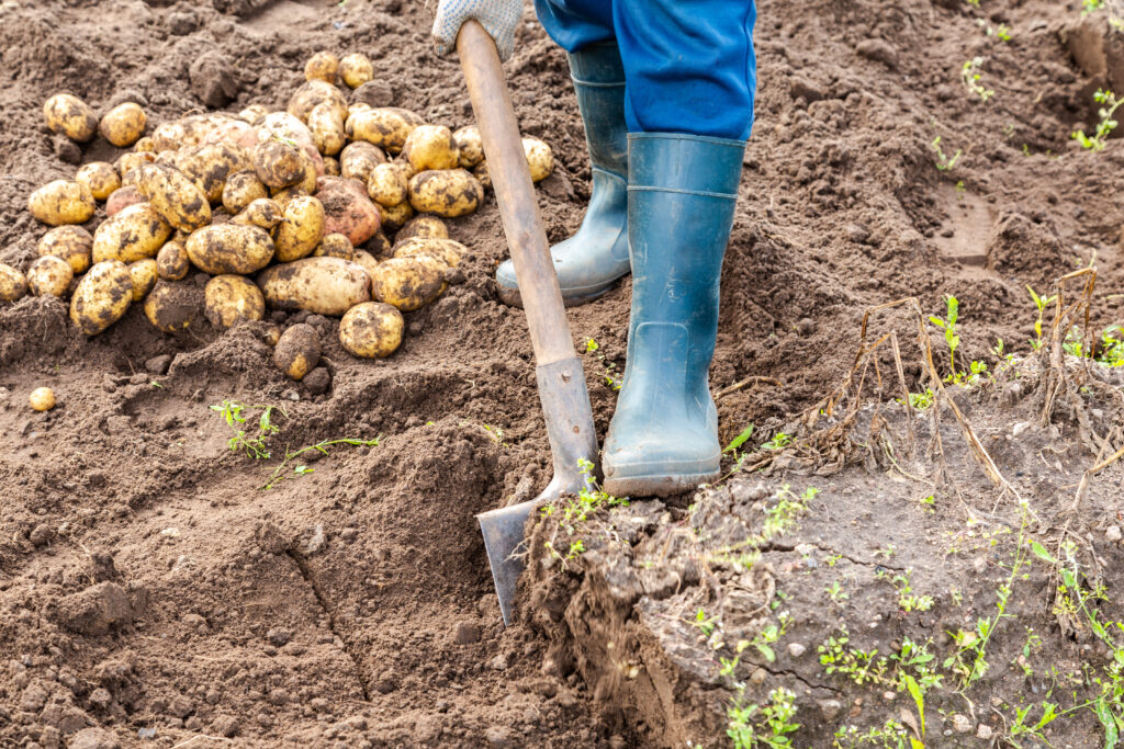 Harvesting potatoe