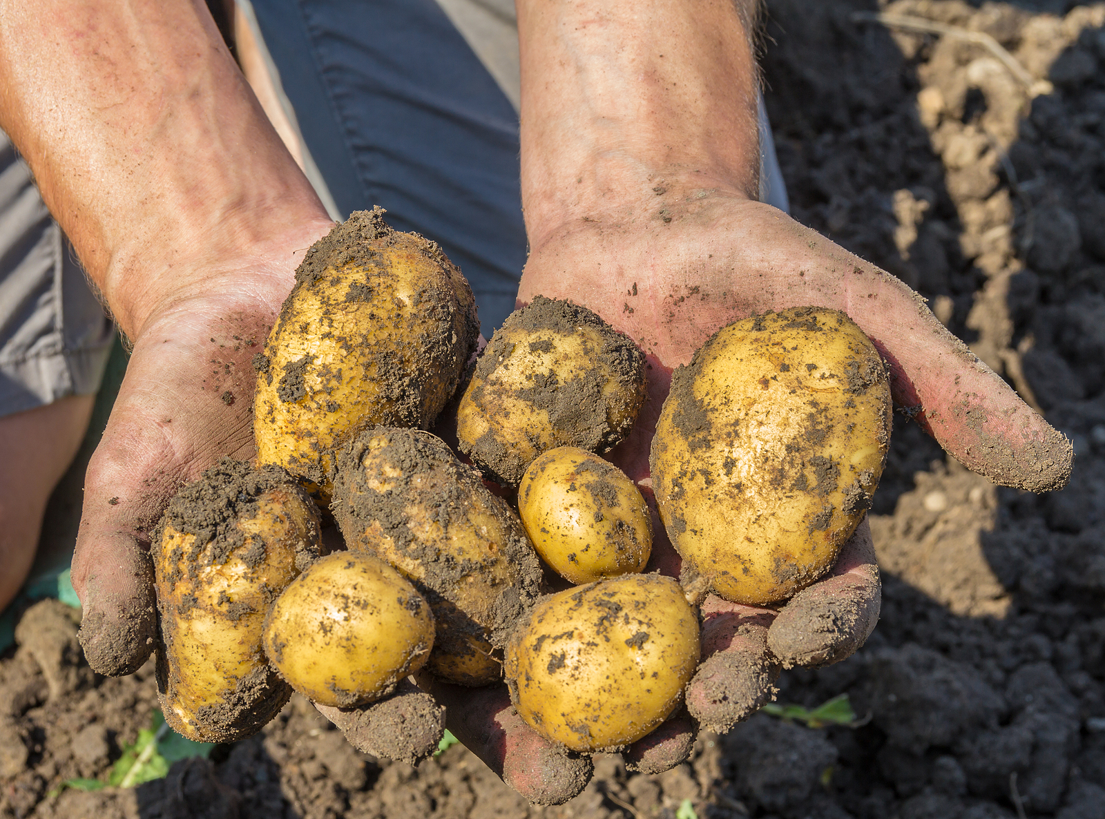 Potato harvest