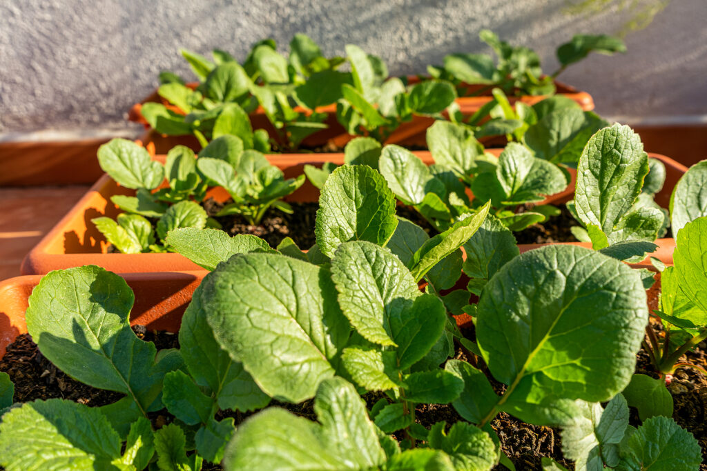 Radishes in patio boxes
