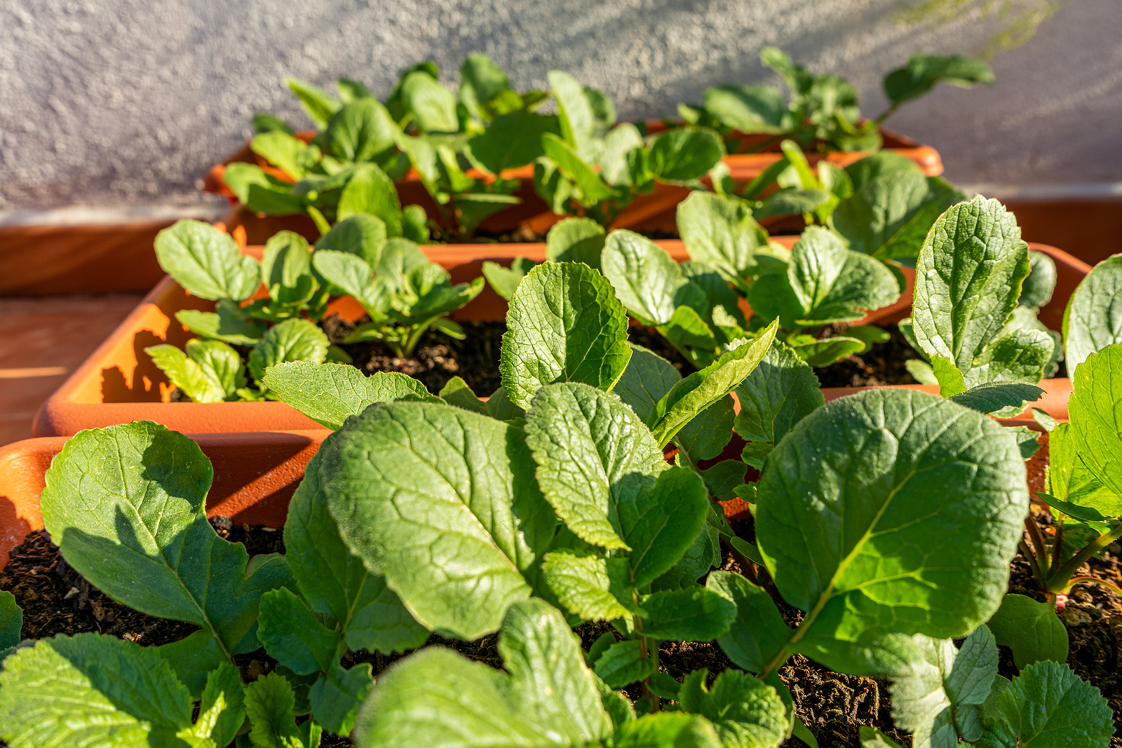 Radishes in patio boxes