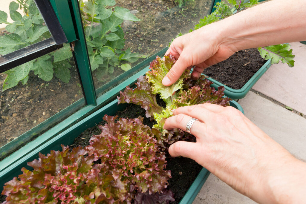 Growing lettuce indoors in winter