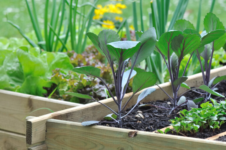 How Much Water Does Kale Need? A Watering Guide