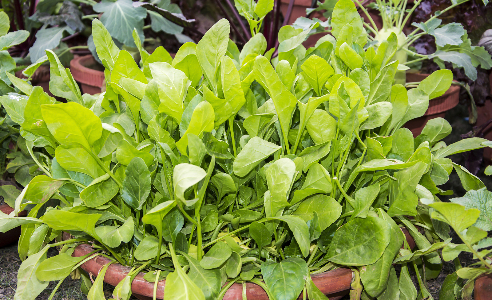 Spinach growing in pot
