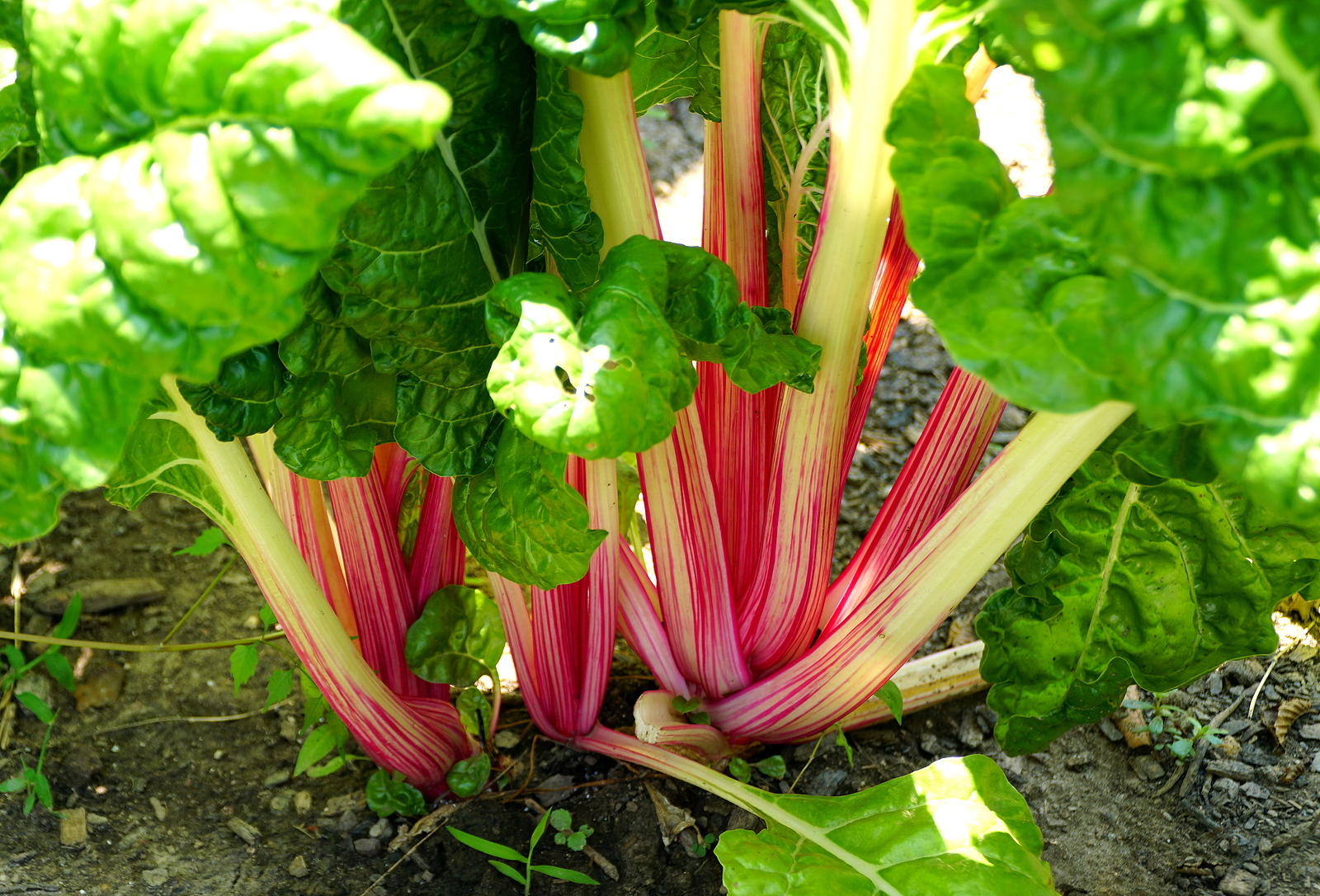 Swiss chard Bright Lights