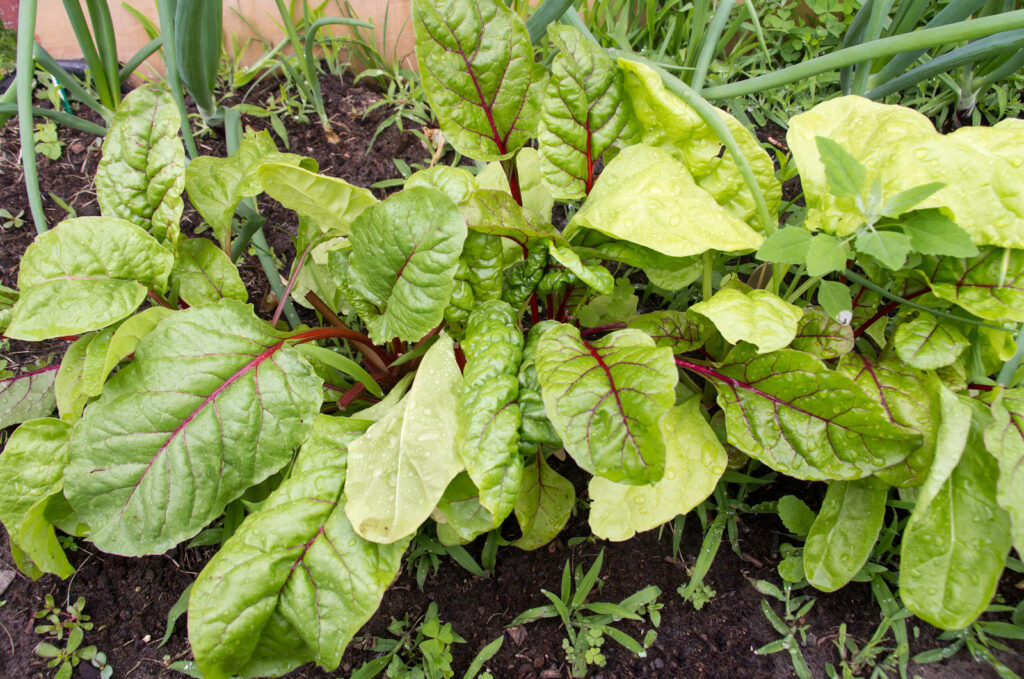 Swiss chard in summer