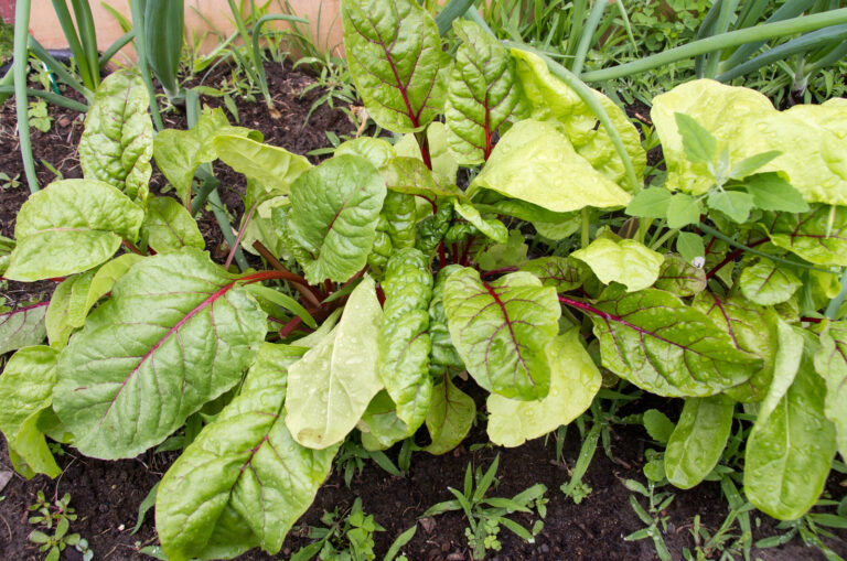 Swiss chard in summer