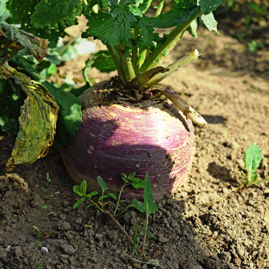 Turnip at harvest