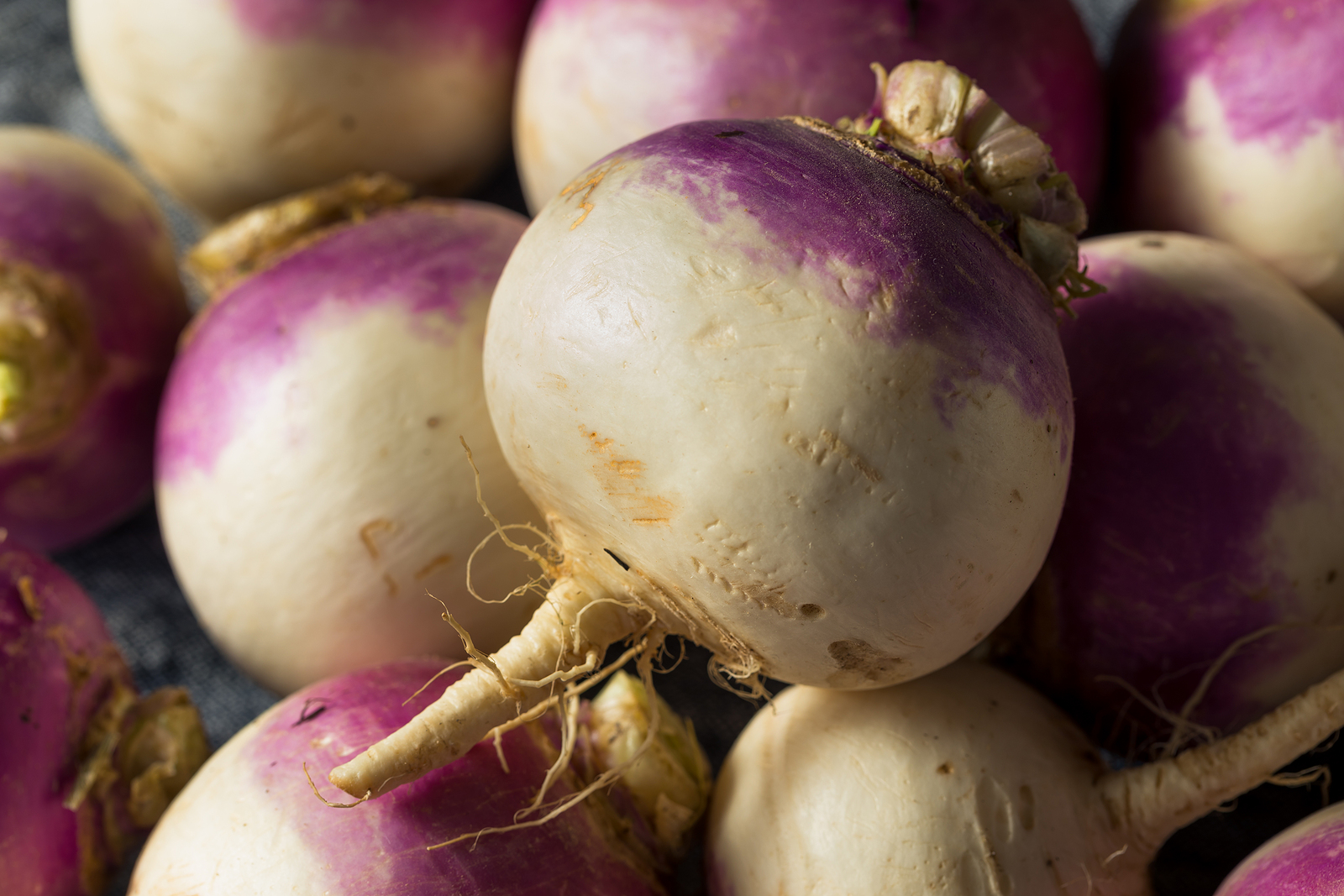 Turnip harvest