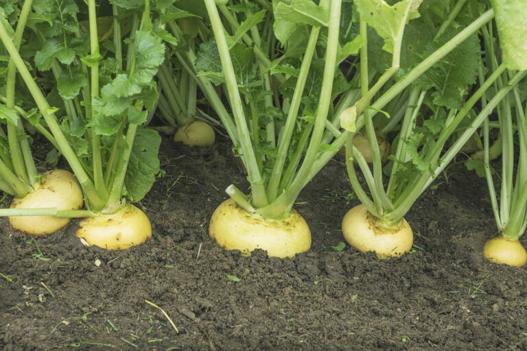 Turnips in garden