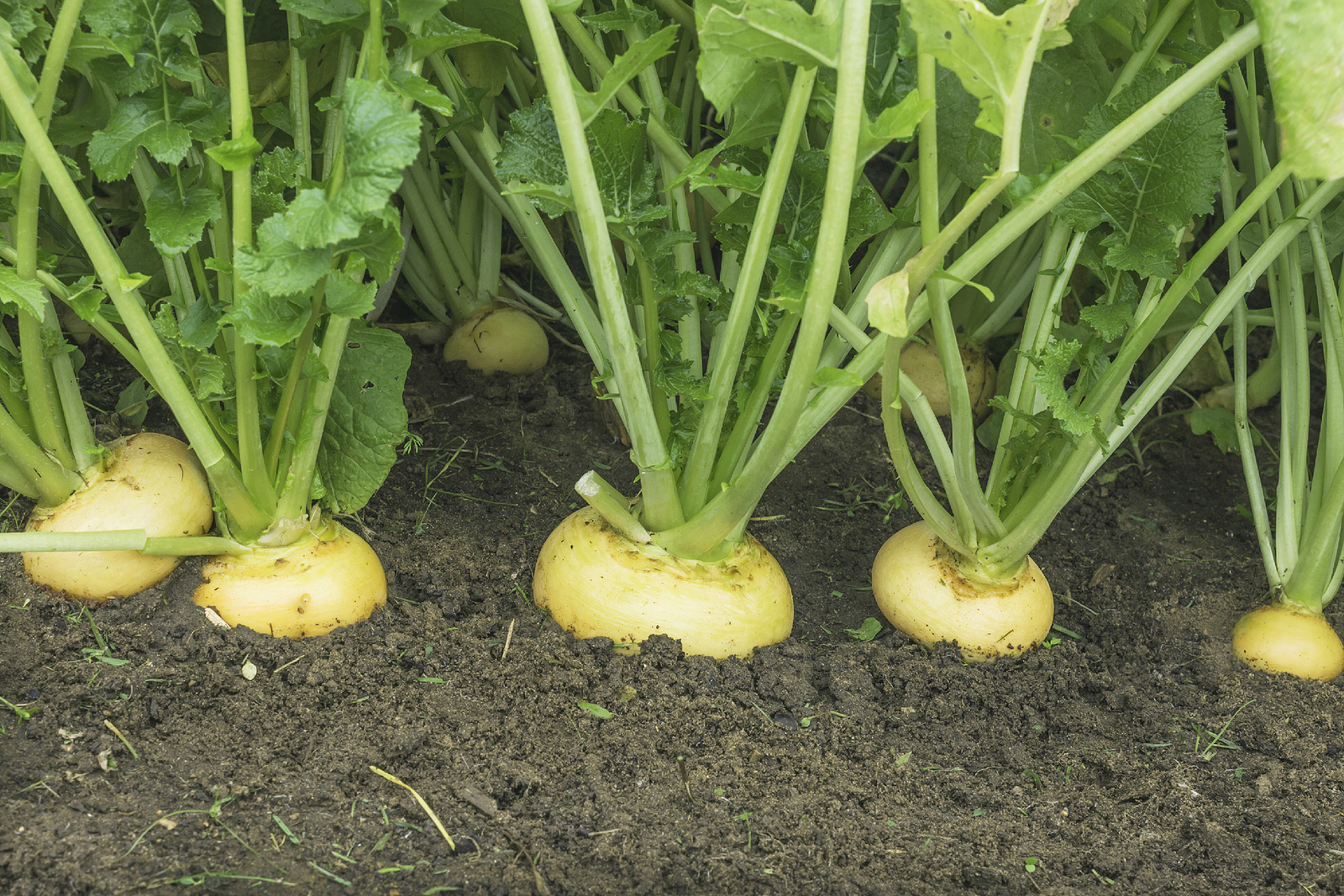 Turnips in garden