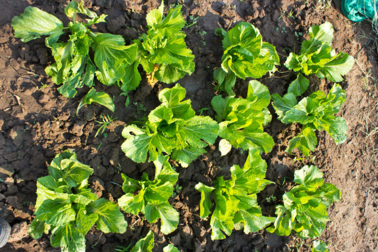 Lettuce spacing for optimal growth
