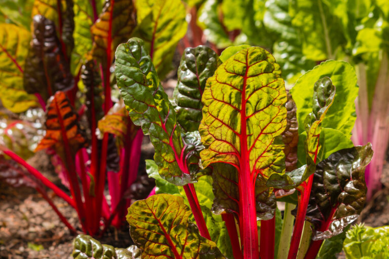 Fall Swiss chard