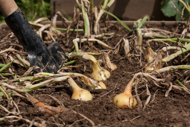 Onions at harvest