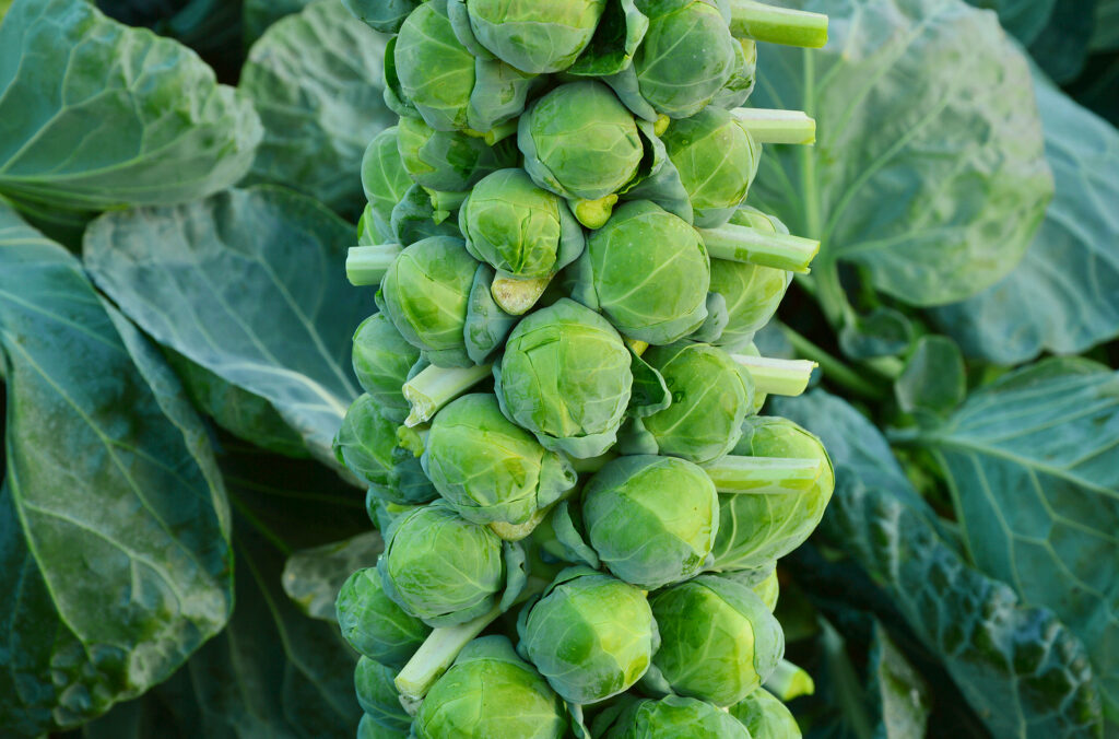 Brusssels sprouts for harvest