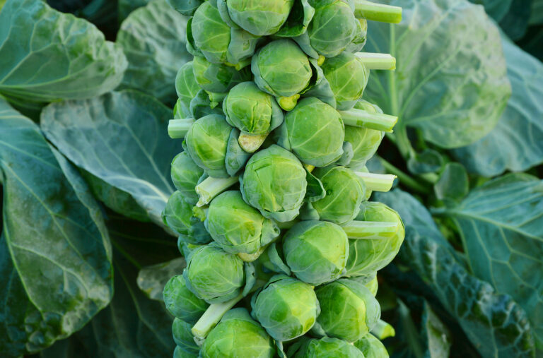 Brusssels sprouts for harvest