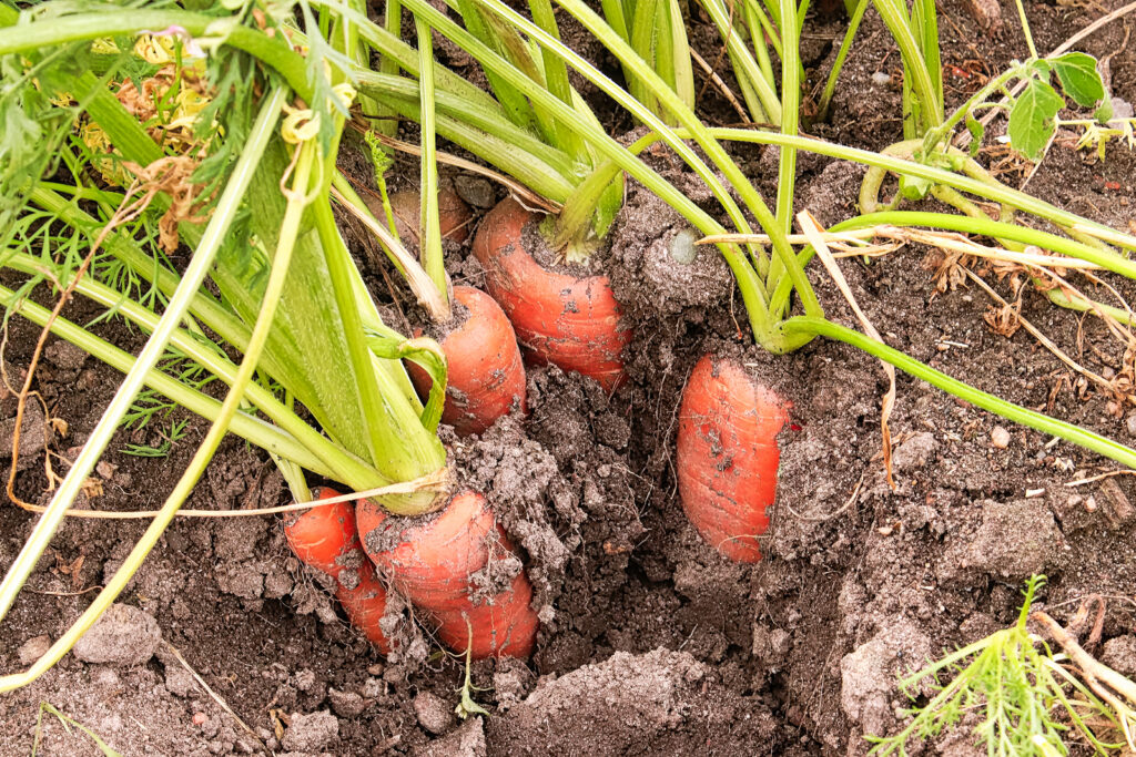 Carrots near harvest