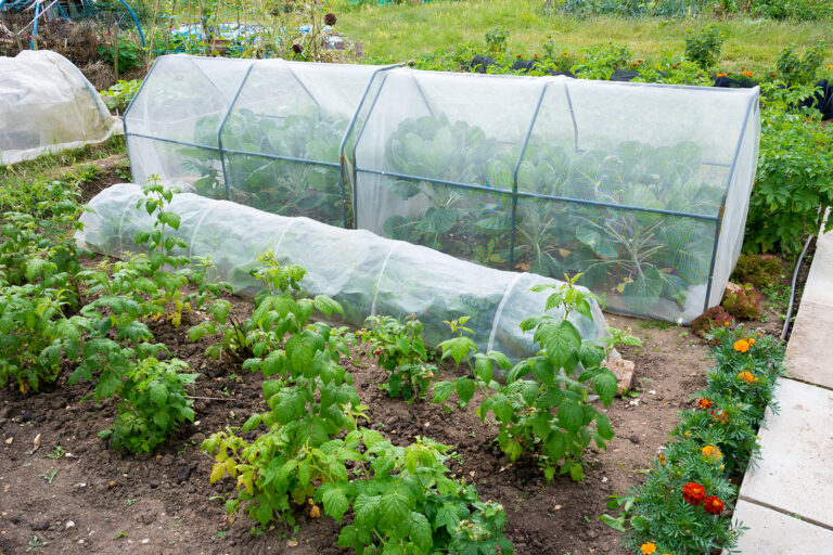 Brussels sprouts and plastic tunnel to extend the season