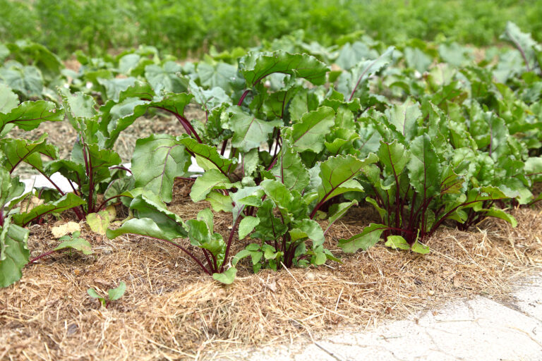 Beets in furrowed rows