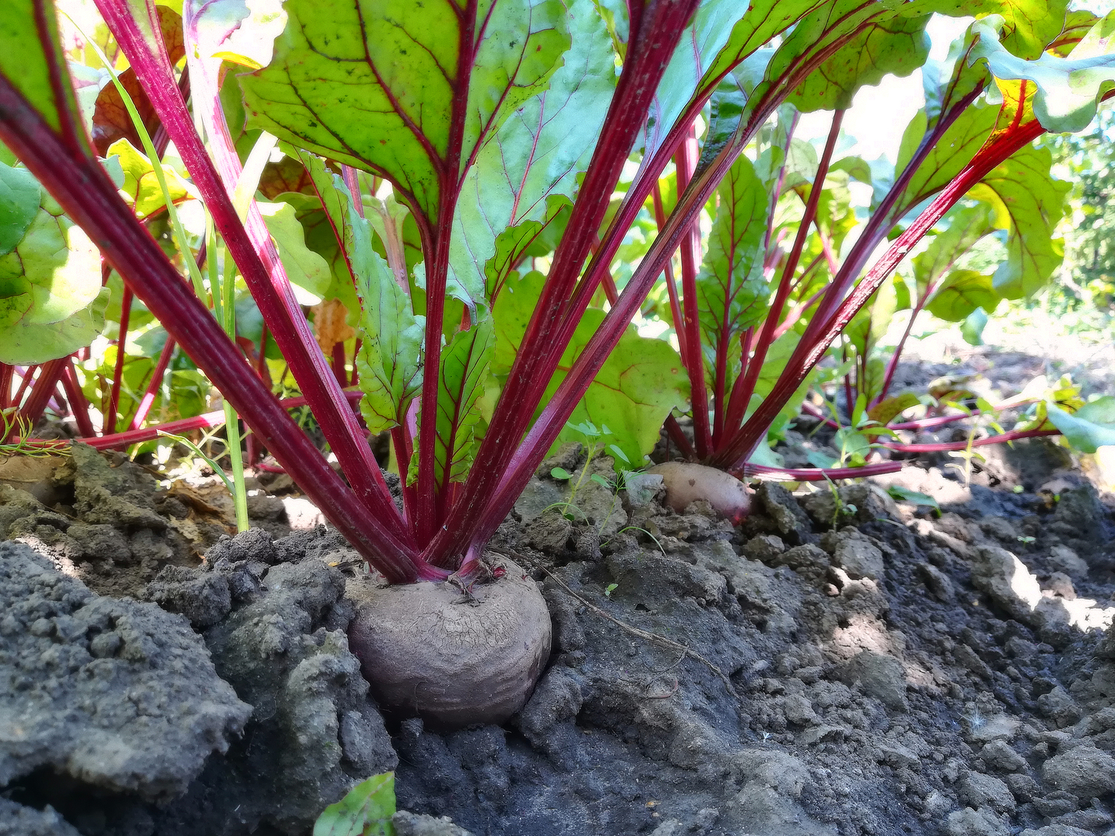 Beets ready for harvest