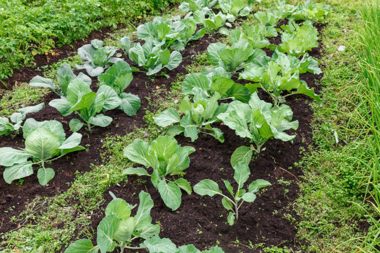 Cabbage well spaced
