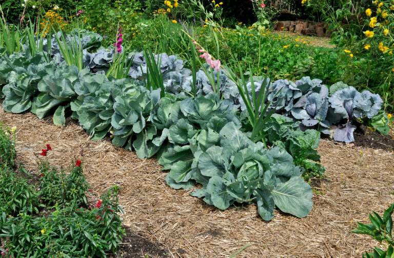 Spring cabbages