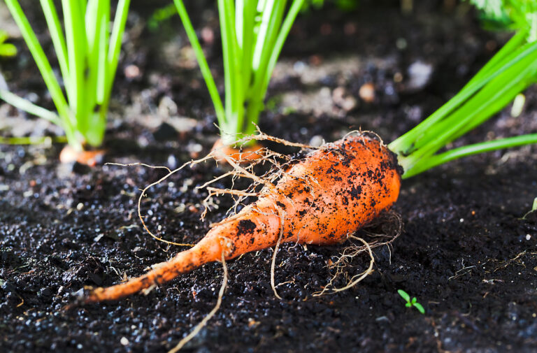 Carrots in garden