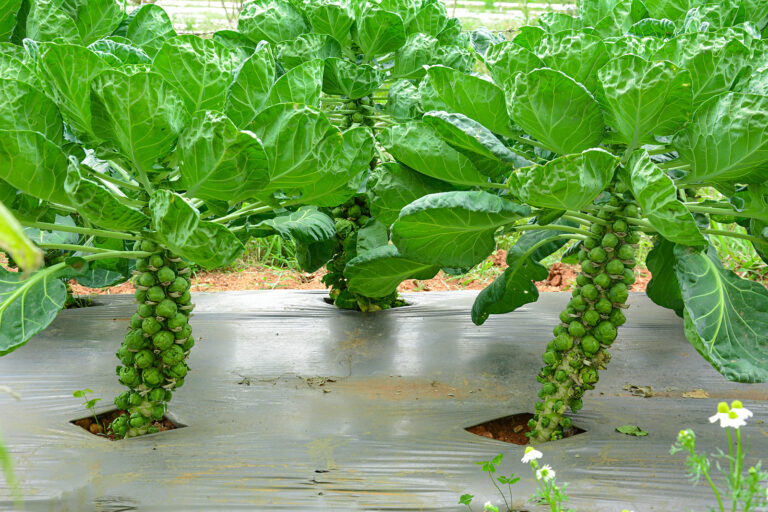 Brussels sprouts with plastic mulch