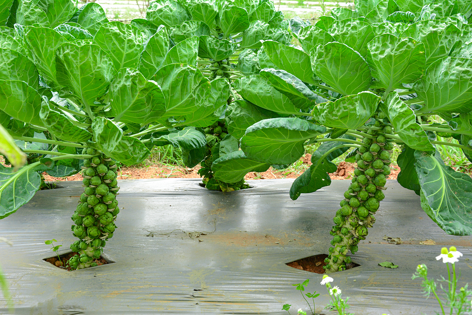 Brussels sprouts with plastic mulch