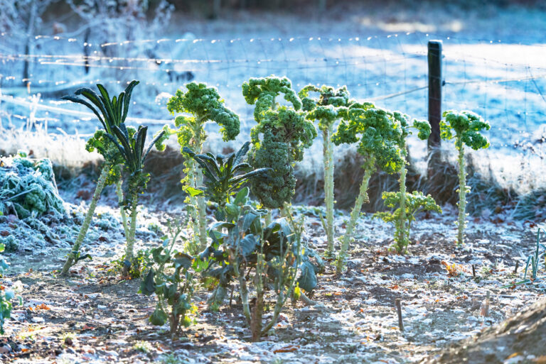 Winter kale