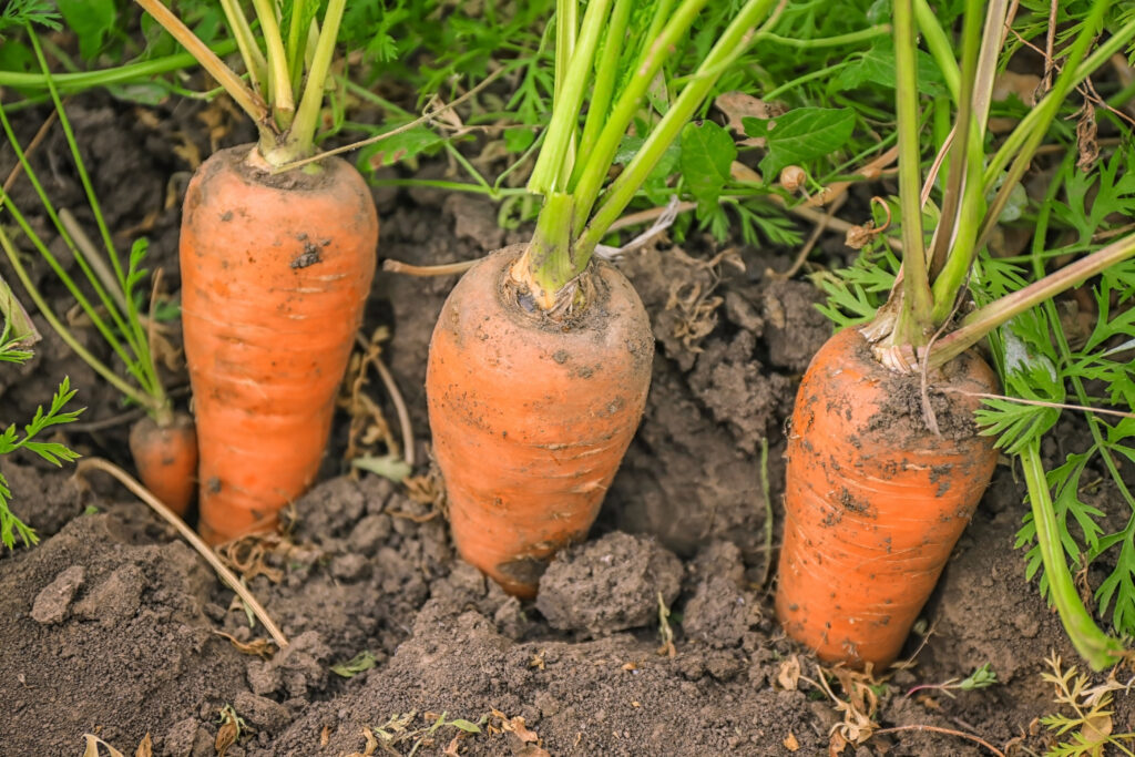 Carrots at harvest