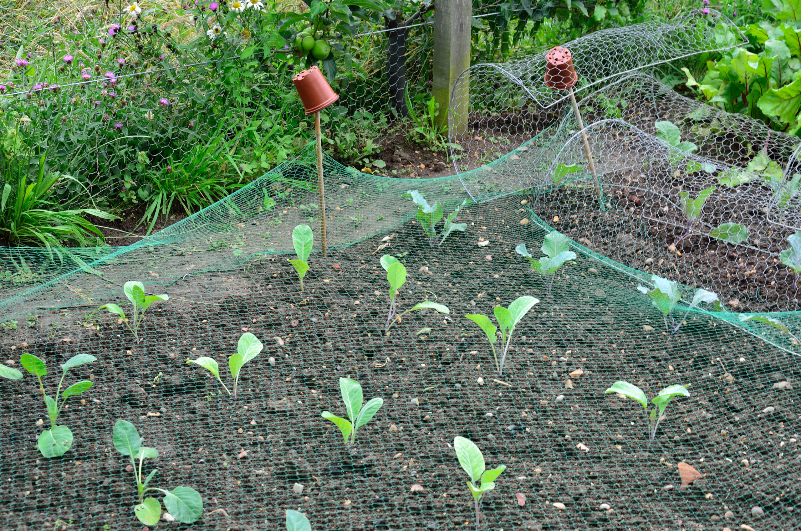 Cabbage seedlings