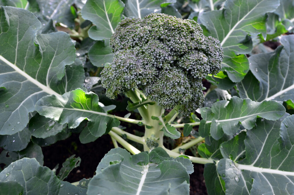 Broccoli for harvest