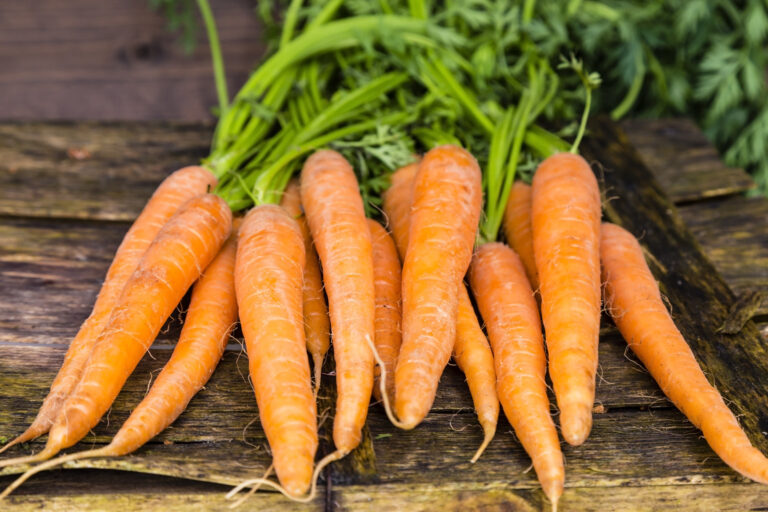 Danvers carrots