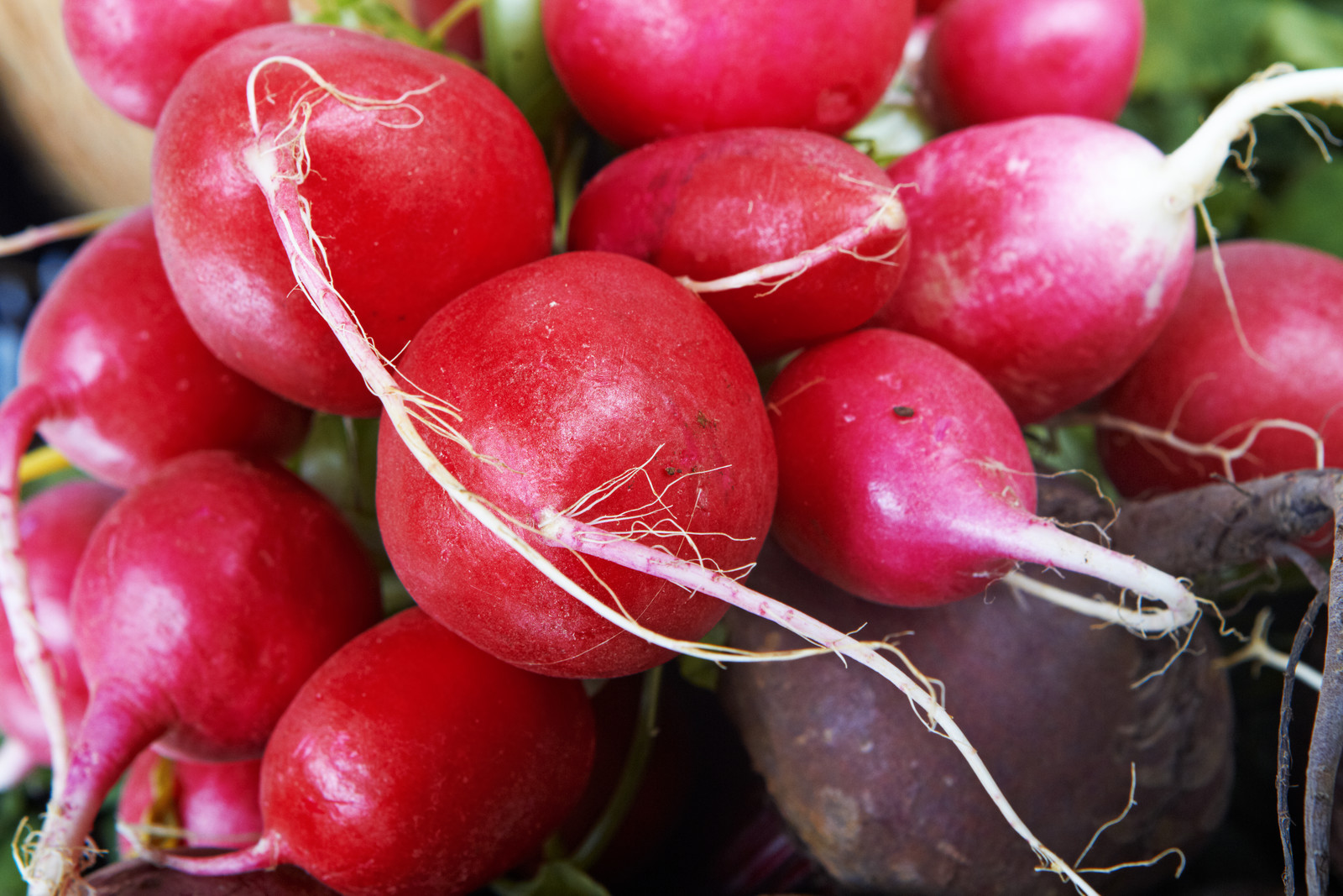 Radish harvest