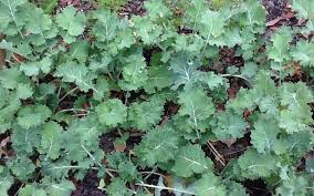 Siberian kale