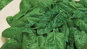 Lush spinach leaves