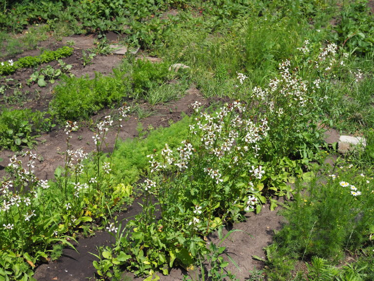 Arugula