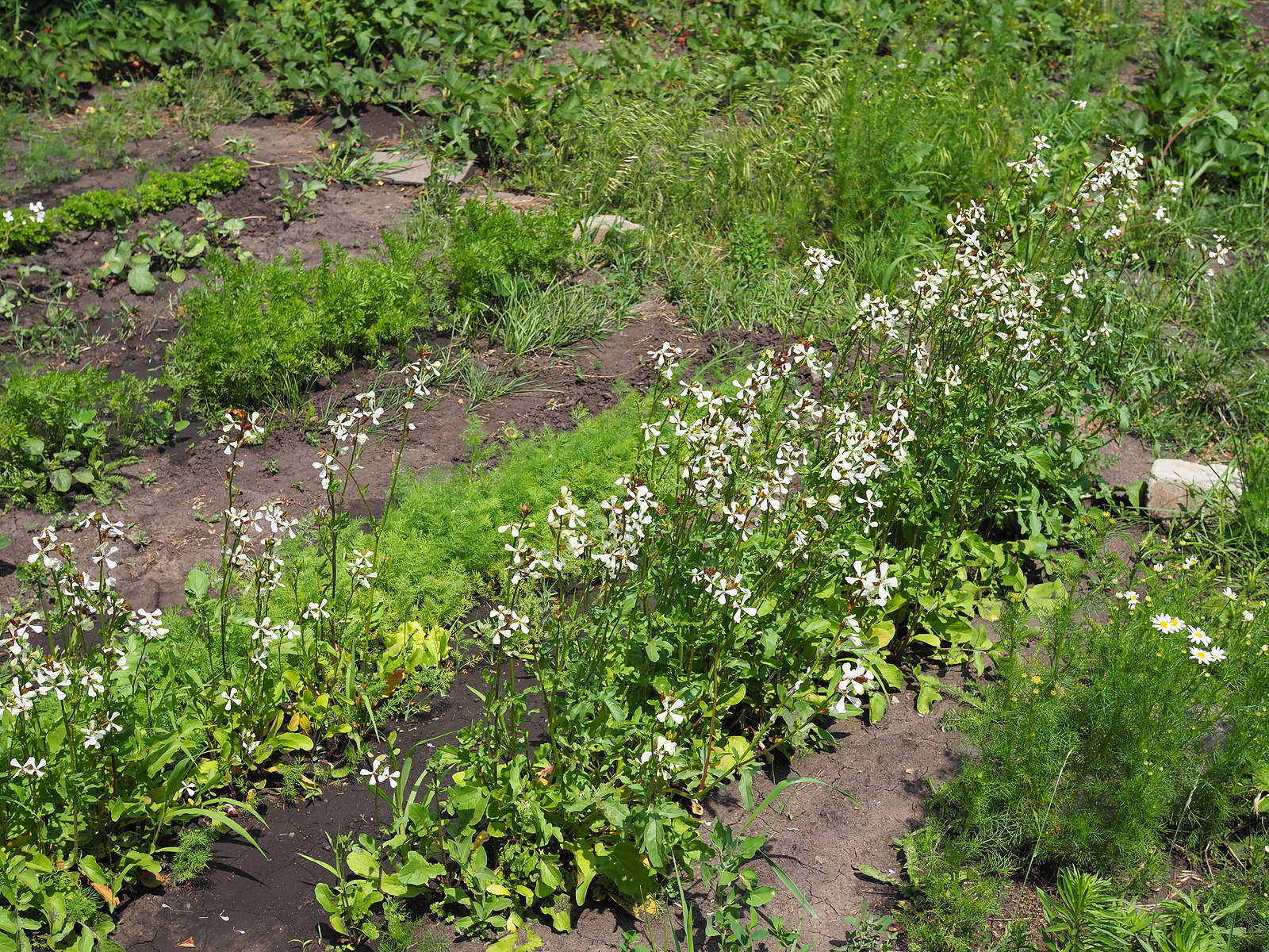 Arugula