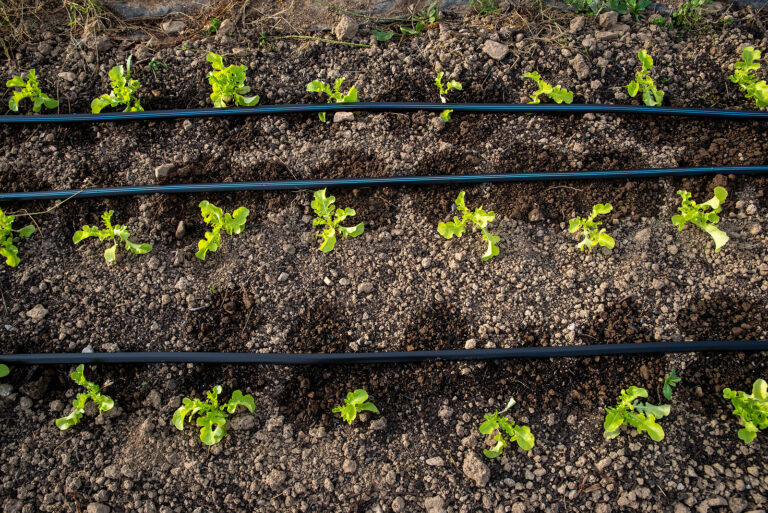 Arugula seedlings
