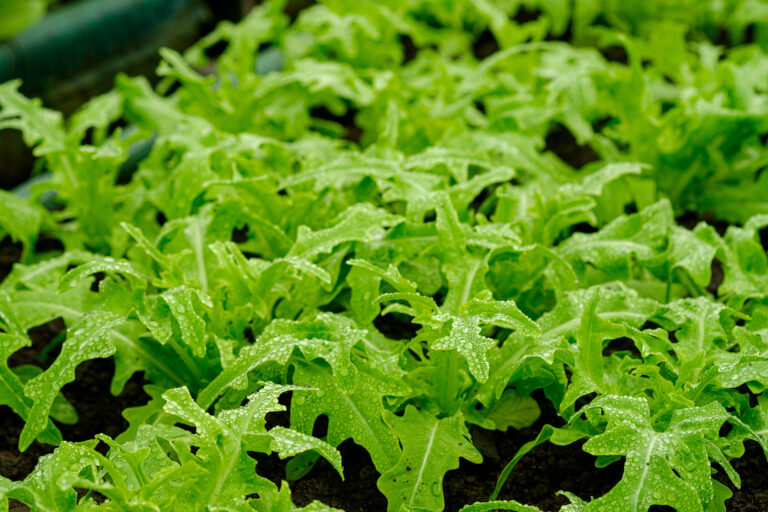 'Arugula