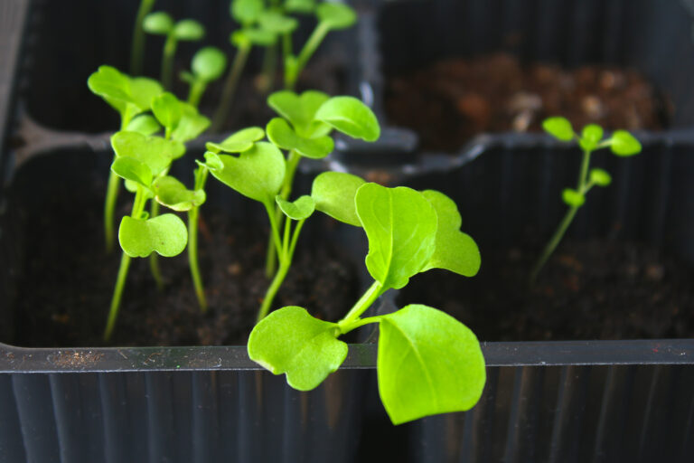 Arugula seedlings