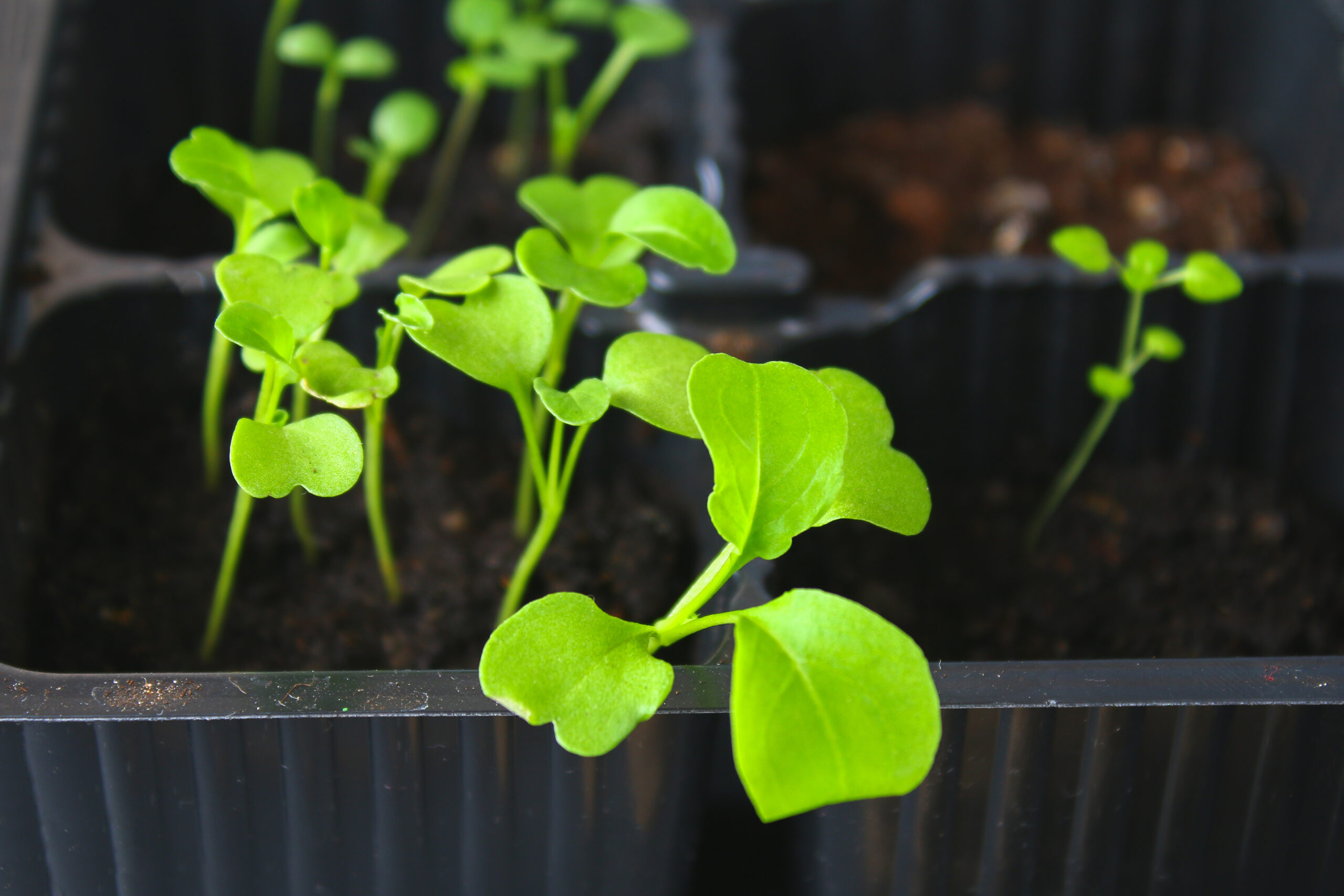 Arugula seedlings