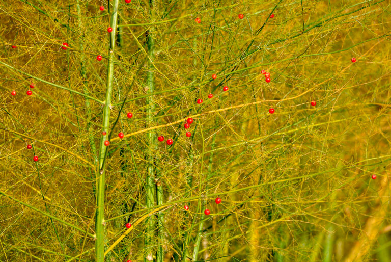 Asparagus in autumn